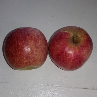 Ciderappel, Malus 'Manseigna'