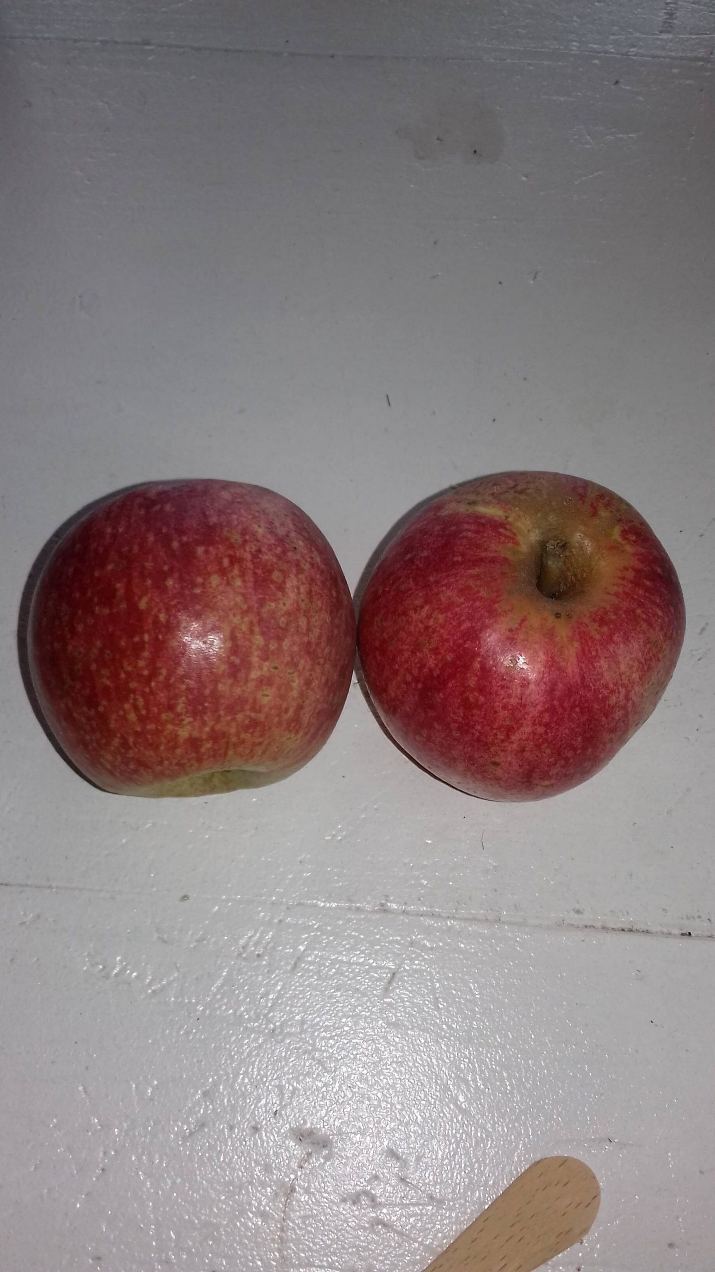 Ciderappel, Malus 'Germaine'