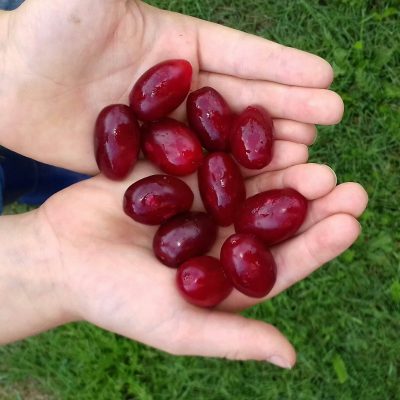 Grootvruchtige kornoelje Cornus mas Jolico (jonge planten in p9 pot)
