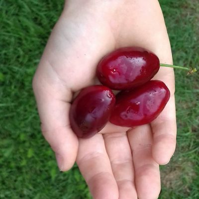 Grootvruchtige kornoelje, Cornus mas 'Schonbrunner Gourmet' jonge spil in 1,8Lpot