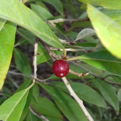 Olijfwilg, Elaeagnus umb. Sweet'n Tart