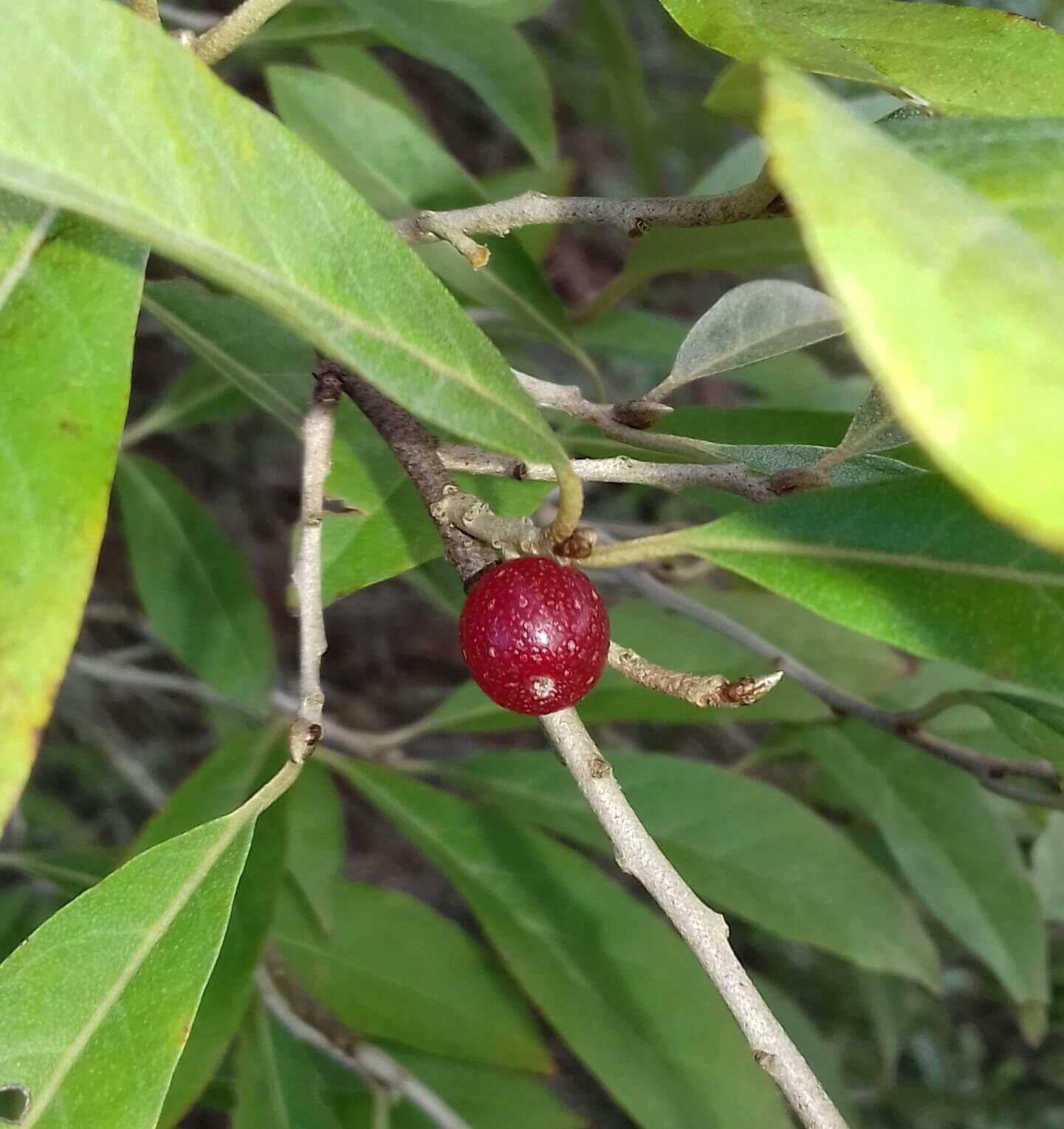 Olijfwilg, Elaeagnus umb. Sweet'n Tart