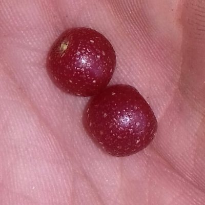 Olijfwilg, Elaeagnus umb. Garnet ( productief)