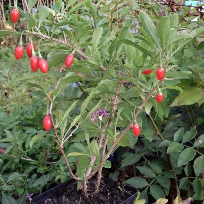 Gojibes, lycium 'NO1 Lifeberry '® (Jonge planten)