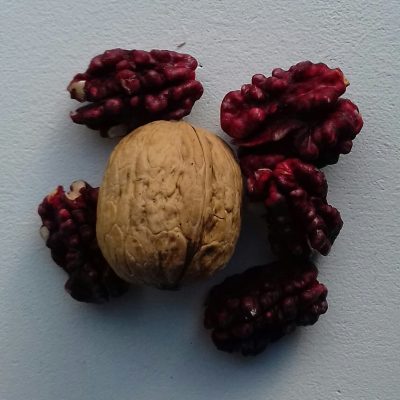 Rode walnoot, rode okkernoot, Juglans regia 'Rote Donaunuss'/Red Phantom (Jonge spillen kale wortel)