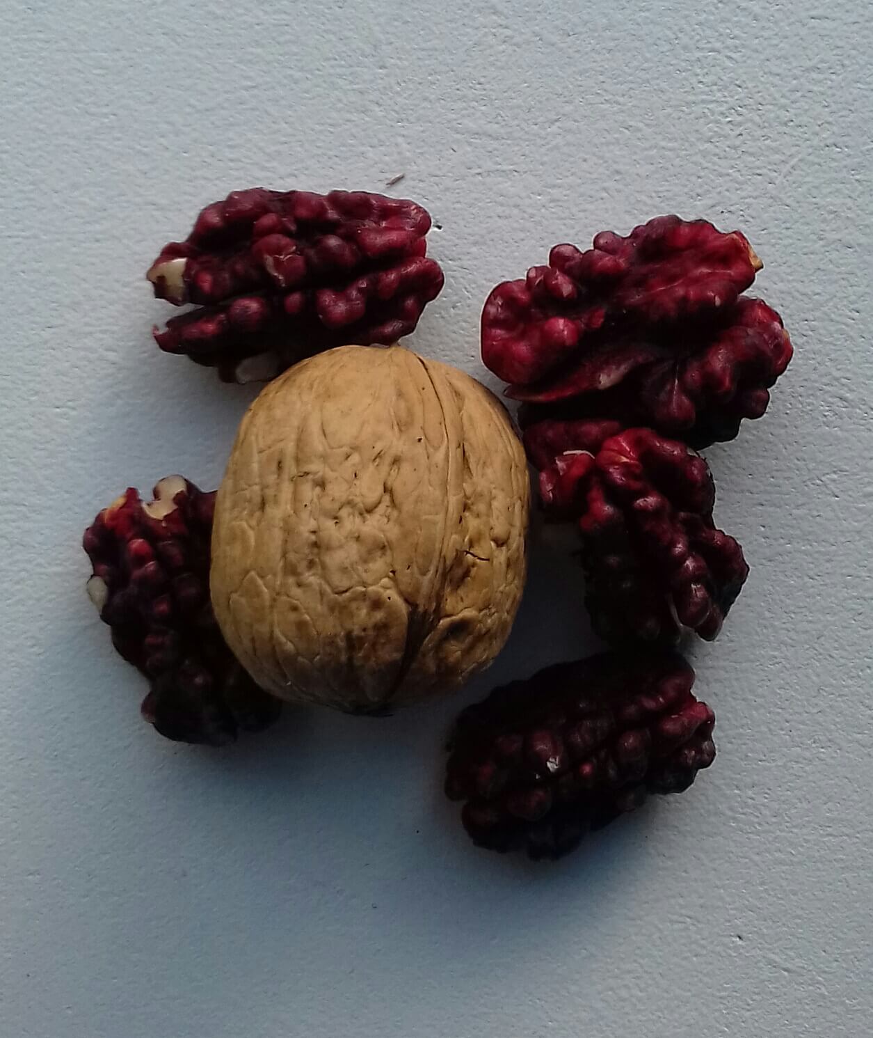 Rode walnoot, rode okkernoot, Juglans regia 'Rote Donaunuss'/Red Phantom (Jonge spillen kale wortel)