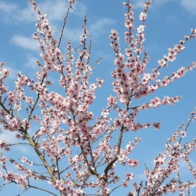 Abrikoos, Prunus armeniaca 'Harogem'