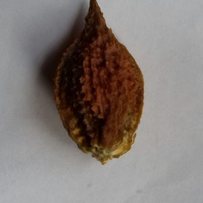Boterhartnoot, Juglans ailantifolia x cinera 'Mitchell Buartnut' spillen uit de volle grond