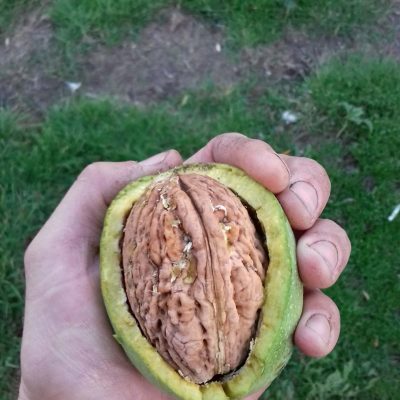 Grootste Walnoot, Juglans regia 'Lange van Lod' Okkernoot, jonge spillen in 3Lpotl