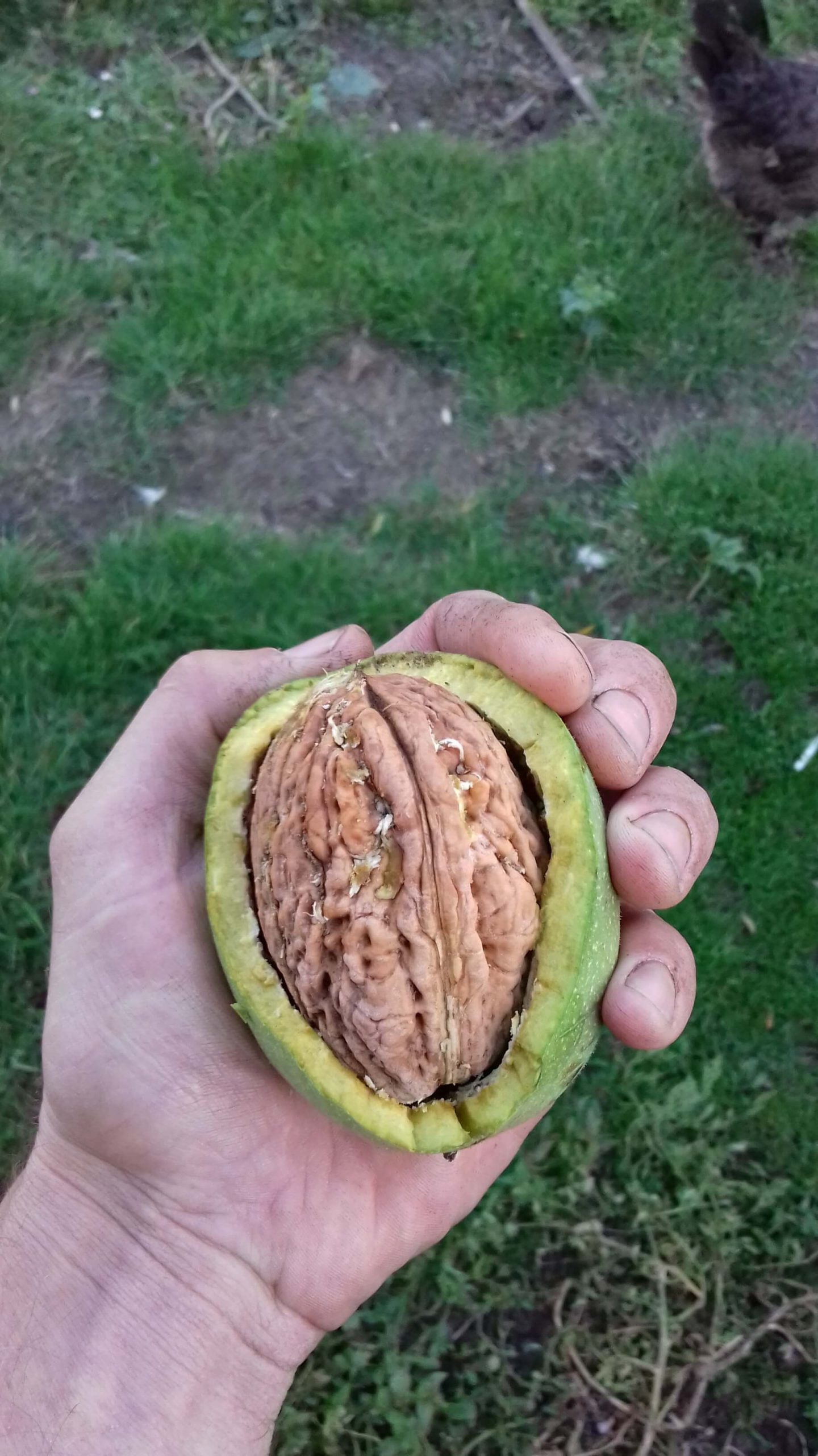 Grootste Walnoot, Juglans regia 'Lange van Lod' Okkernoot, jonge spillen in 3Lpotl
