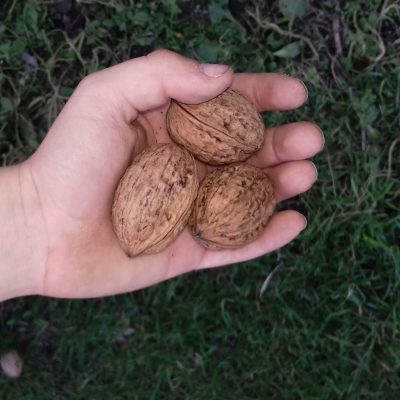 Walnoot, Okkernoot, Juglans regia 'Broadview' sterke spillen 0/80cm kale wortel