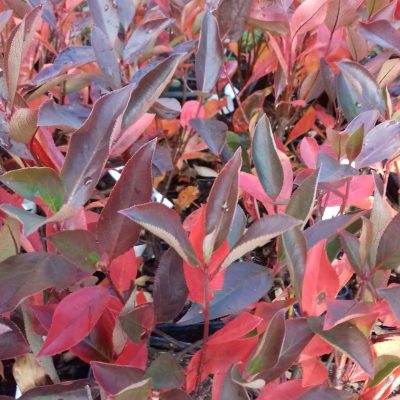 Appelbes, Aronia prun. Hugin, vertakte planten