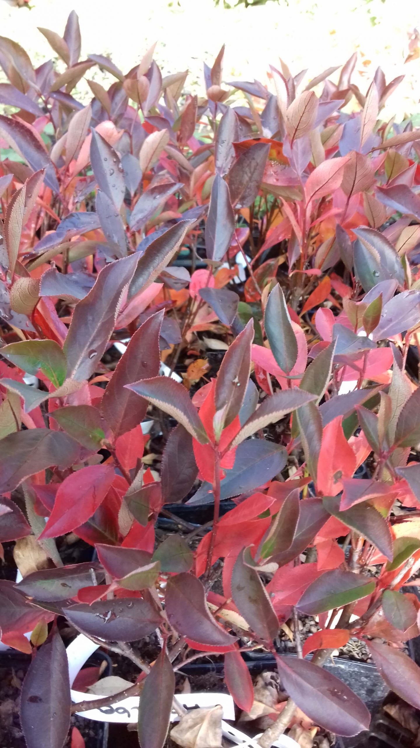 Appelbes, Aronia prun. Hugin, vertakte planten