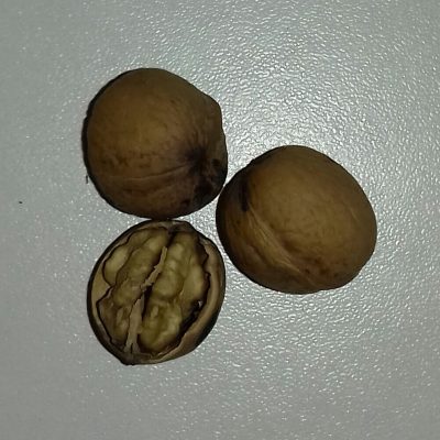 Olierijke walnoot, Juglans Regia 'Miliotia nr10' ( zeer olie-rijk) Zeer goed ras!