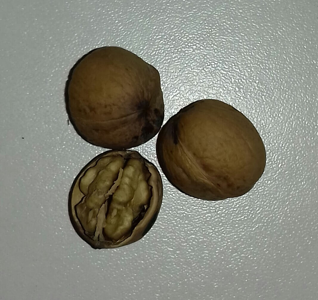 Olierijke walnoot, Juglans Regia 'Miliotia nr10' ( zeer olie-rijk) Zeer goed ras!