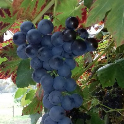 Blauwe resistente topdruif, Vitis vin. 'Vera' Planten in (jonge planten in 1Lpot)