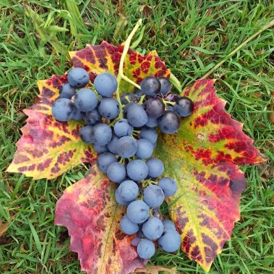 Zoete druif Vitis 'Muscat Blue' ( zeer resistent ras) planten in 1lpot