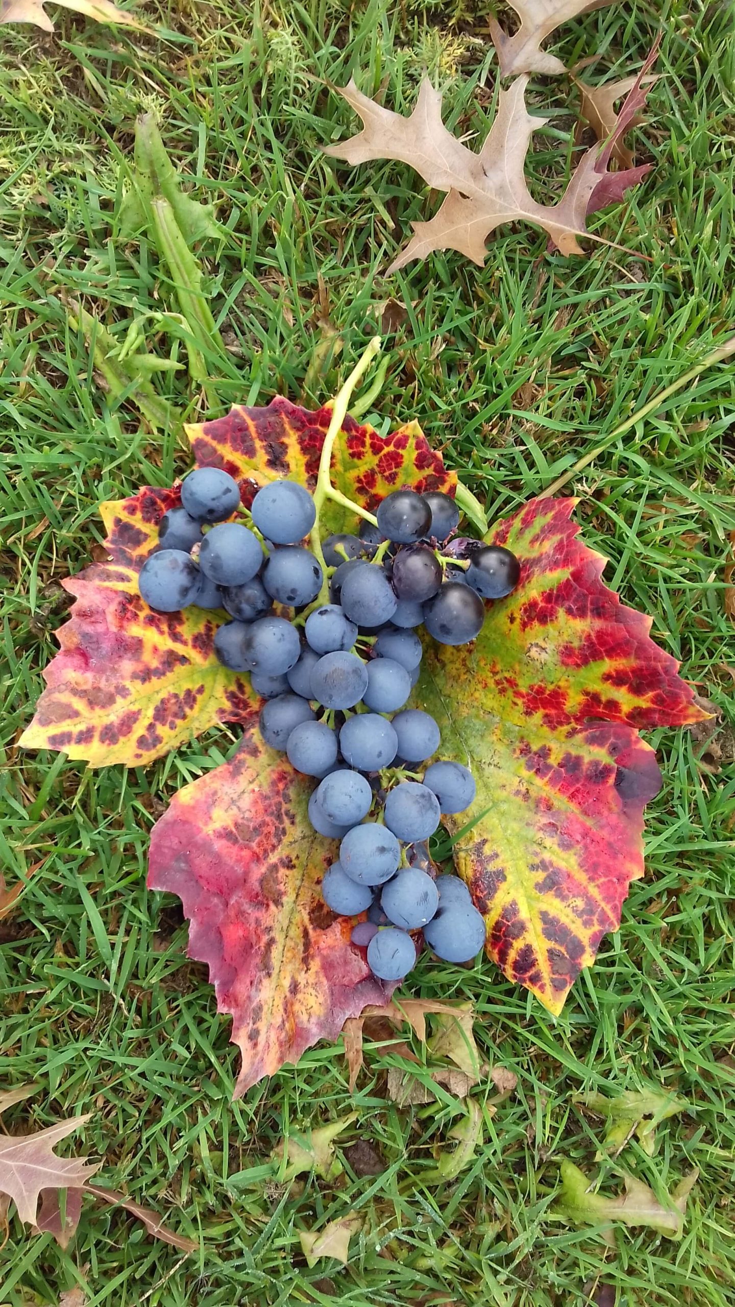 Zoete druif Vitis 'Muscat Blue' ( zeer resistent ras) planten in 1lpot