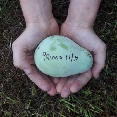 Paw paw, Asimina triloba 'Prima 1216' PBR ( zeer goede basisbestuiver!) 100cm 5Lpot