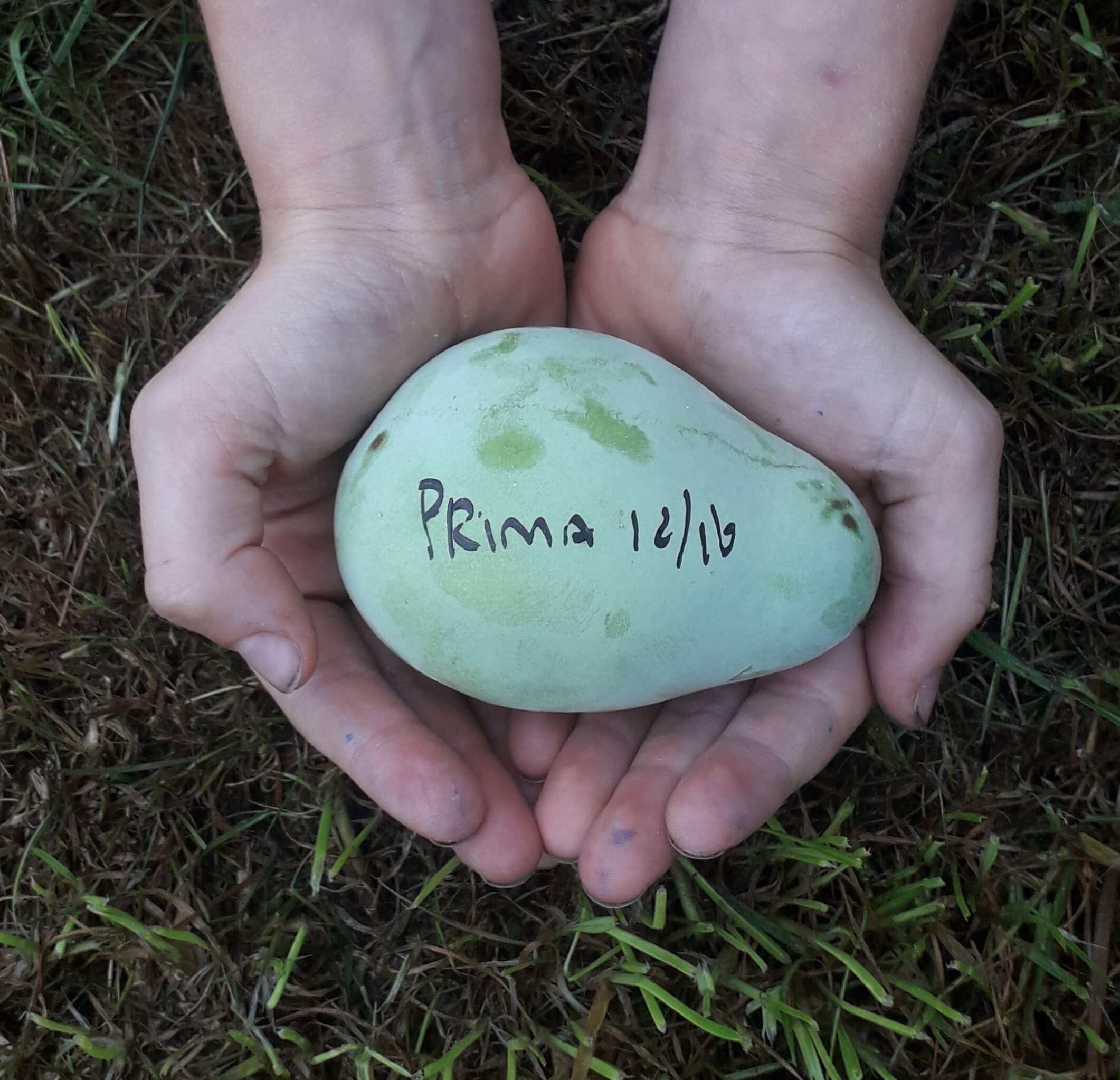 Paw paw, Asimina triloba 'Prima 1216' PBR ( zeer goede basisbestuiver!) 100cm 5Lpot