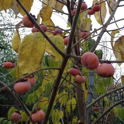 Kaki, Diospyros 'Jiro' (Zelfbestuiver!) jonge spillen in 3Lpot