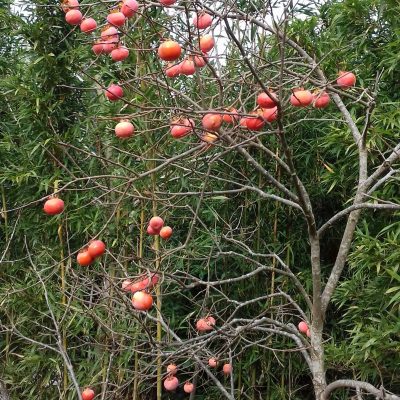 Vroegrijpende Hybr. kaki, Diospyros 'Sosnovskaya' Jonge spillen in 2 of 3Lpot