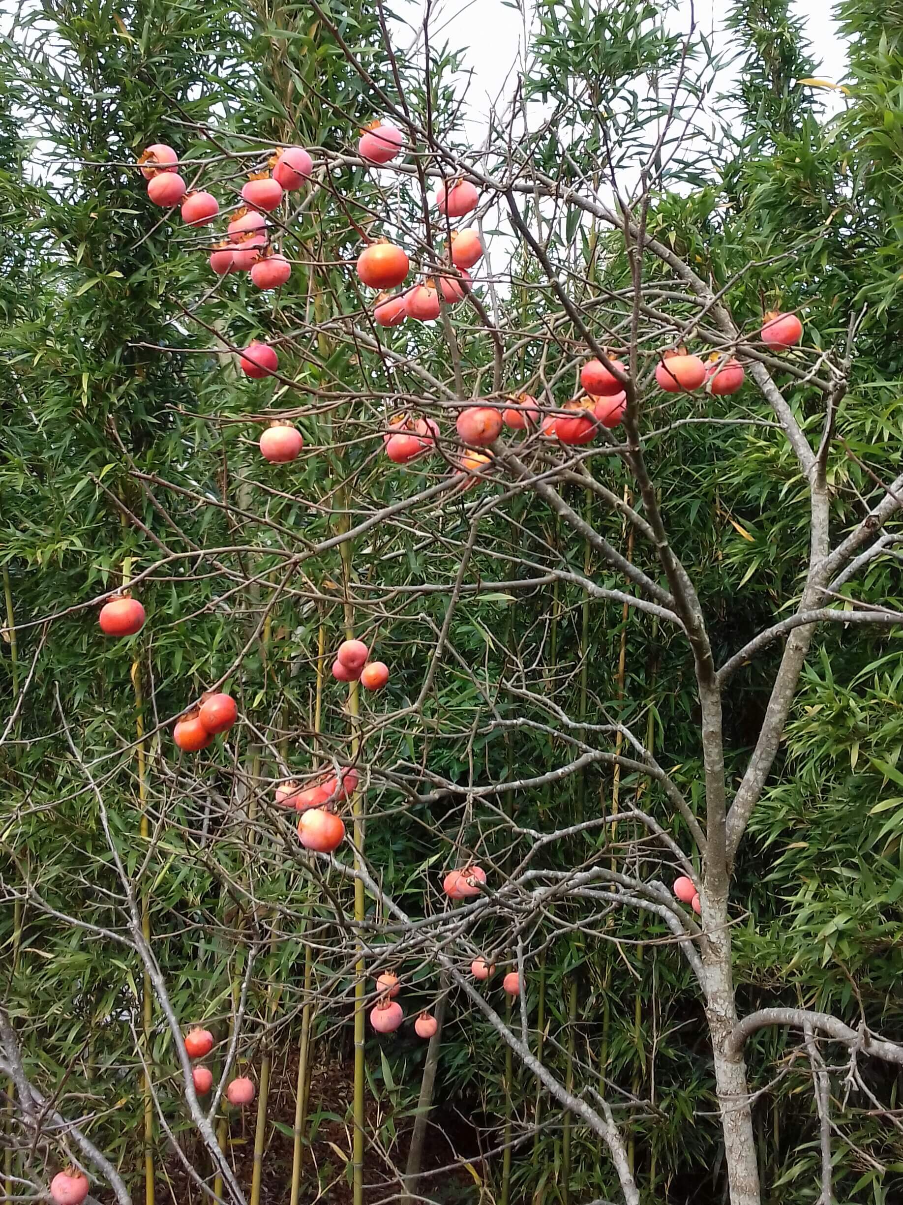 Vroegrijpende Hybr. kaki, Diospyros 'Sosnovskaya' Jonge spillen in 2 of 3Lpot