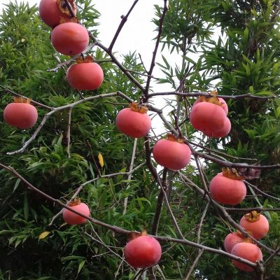 Kaki, Diospyros 'Vaniglia' (jonge spil 1,8Lpot)