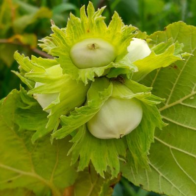 Italiaanse hazelnoot, Corylus 'Tonda gentile delle Langhe' (Dé Nutella noot)( Planten In 1Lpot geent op Colurna)