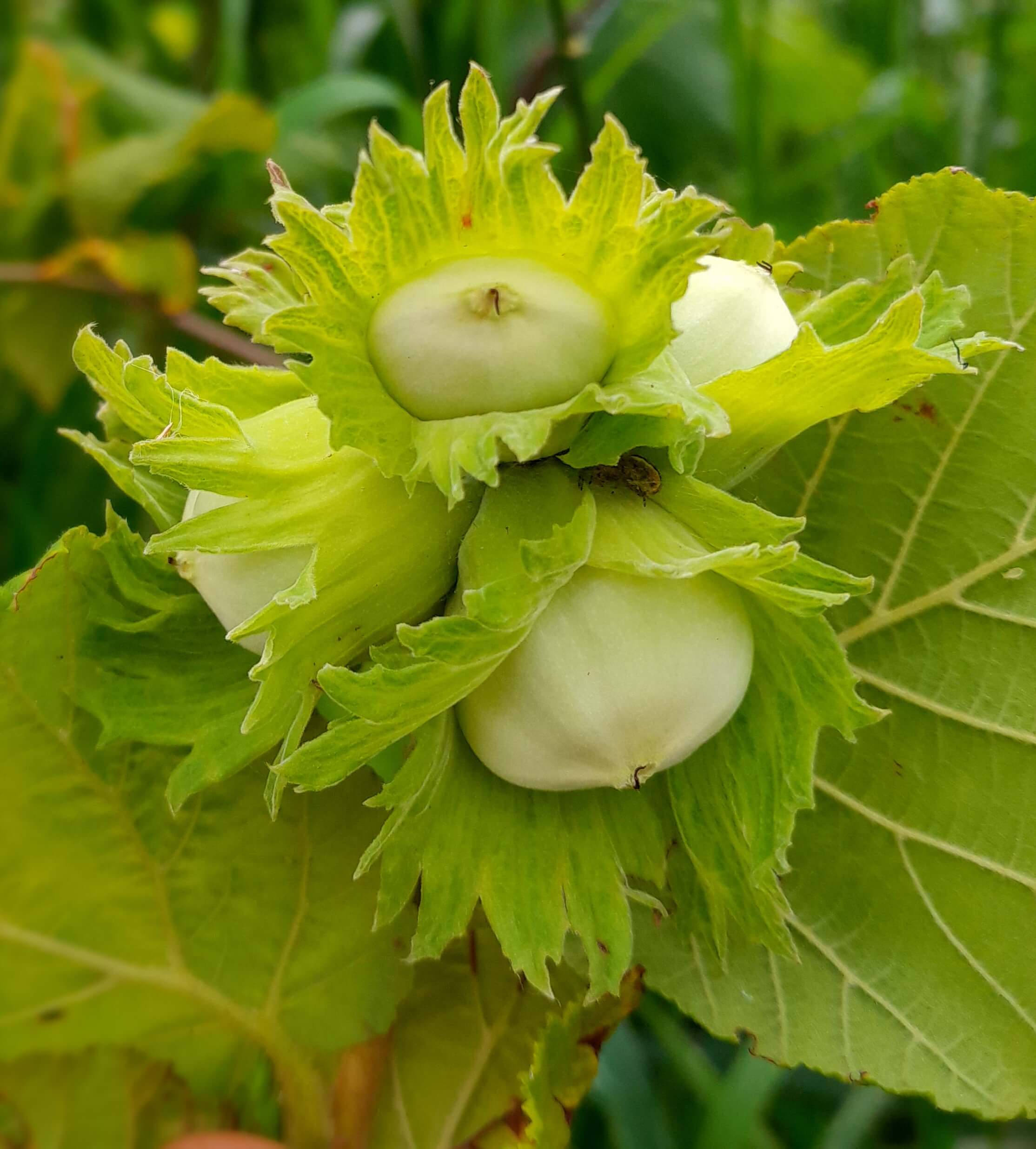 Italiaanse hazelnoot, Corylus 'Tonda gentile delle Langhe' (Dé Nutella noot)( Planten In 1Lpot geent op Colurna)