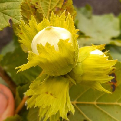 Heerlijke hazelnoot, Corylus avelana 'Halle'sche Riesen'