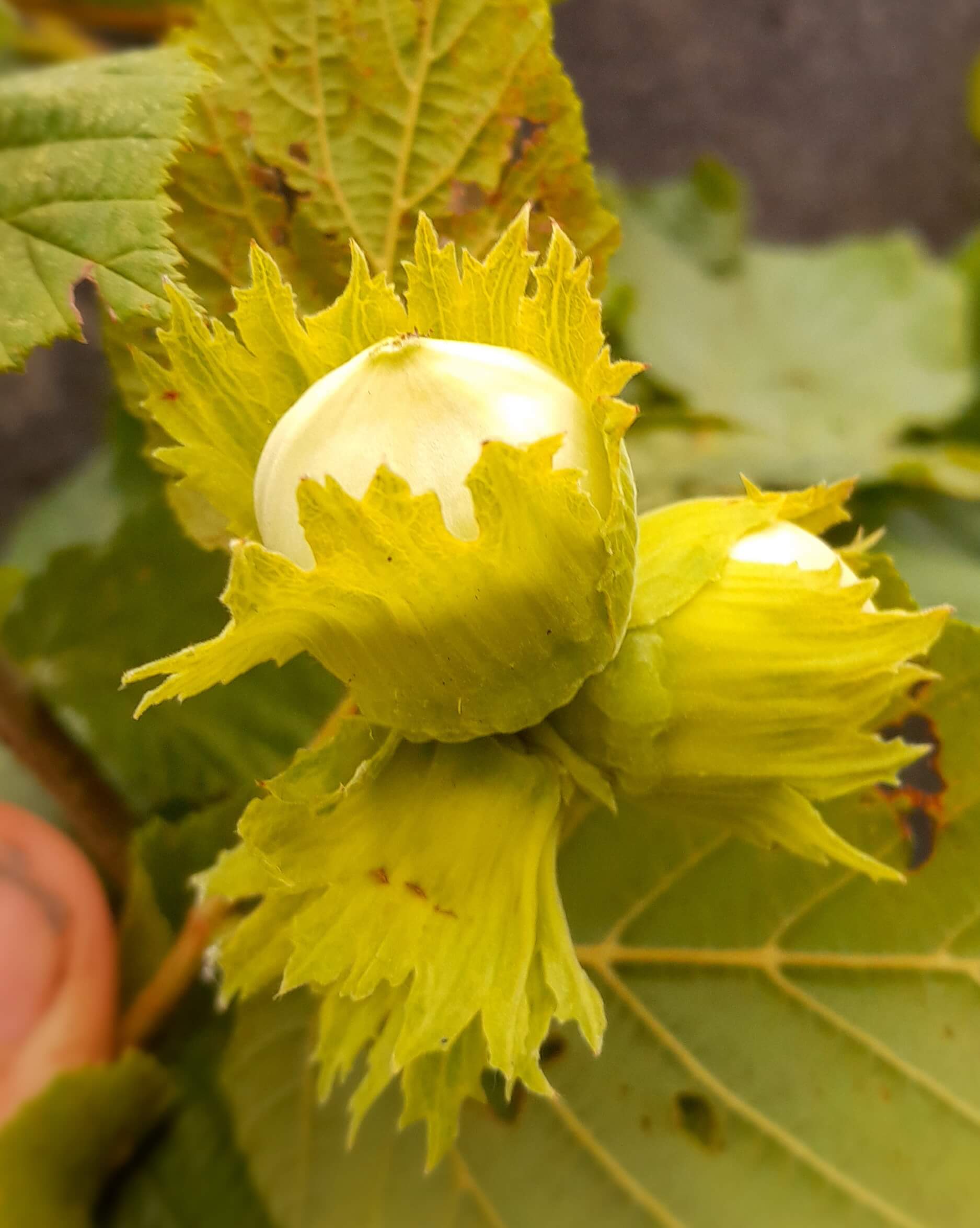 Heerlijke hazelnoot, Corylus avelana 'Halle'sche Riesen'
