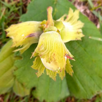 Zeer productieve hazelaar, Corylus av. 'Mogulnus'( Planten In 1Lpot geent op Colurna)