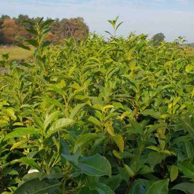 Echte laurier, Laurus nobilus ( keukenkruid) Jonge2jarige zaailing in p9pot
