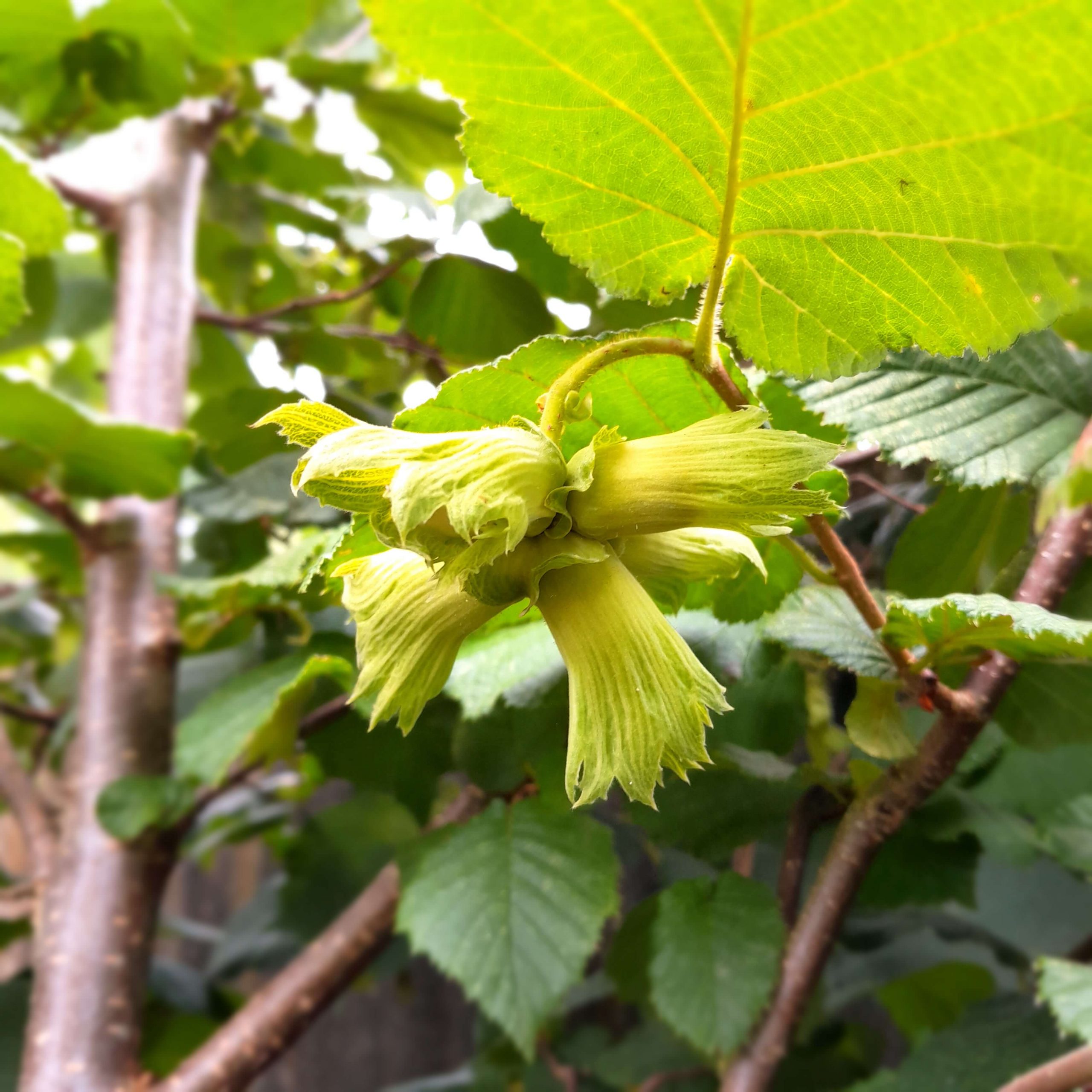 Hazelaar Corylus, av.Catalonië ( Planten In 1Lpot geent op Colurna)