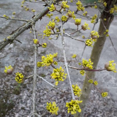 Grootvruchtige kornoeljekers, Cornus mas 'Juliusz'