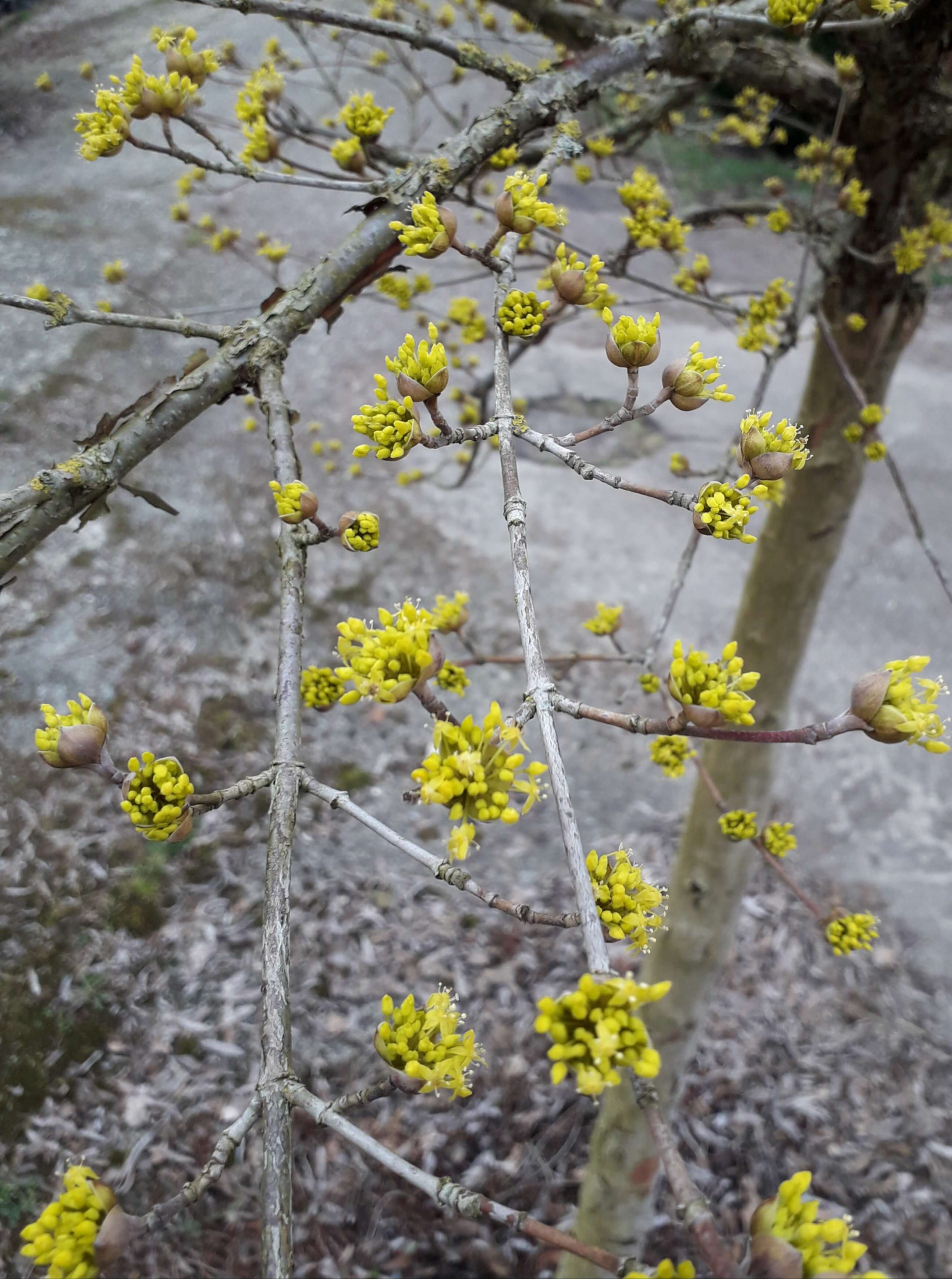 Grootvruchtige kornoeljekers, Cornus mas 'Juliusz'