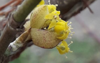 Vroege voorjaarsbloeiers, nuttig voor (solitaire)bijen en hommels, mooi in de tuin en ook heerlijk fruit.