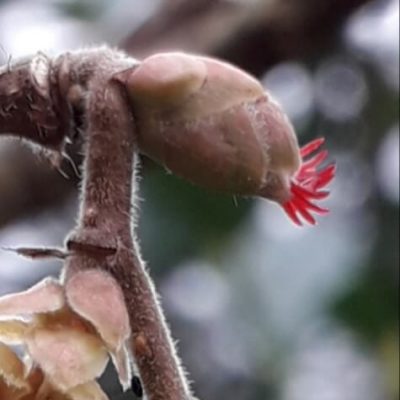 Italiaanse Hazelnoot, Corylus 'Tonda Romana'