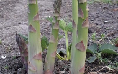 Asperge planten zijn weer te bestellen :)