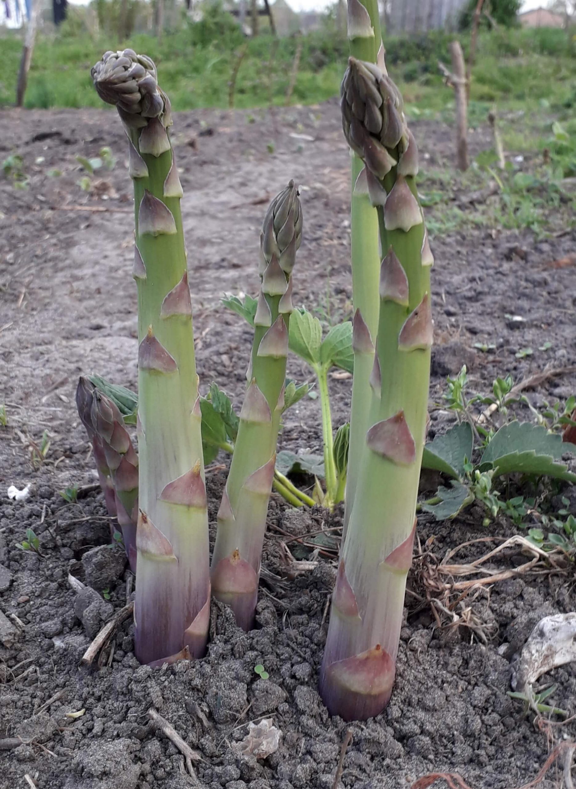 Groene Asperge, Asparagus Xenolim BIO 70gr+ HELAAS NIET LEVERBAAR IN 2025