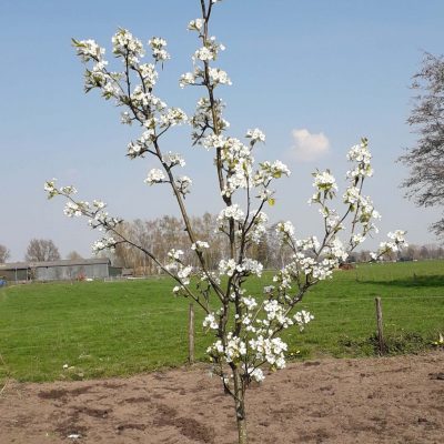 Handpeer, Pyrus 'Comtesse 'd Paris' ( jonge spil in 3L pot)
