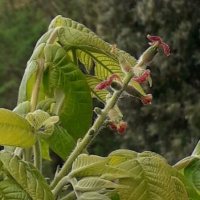 Top Hartnoot, Juglans ai. 'Stealth' NIEUW!! ( Geeft grote noten) Jonge Planten kale wortel