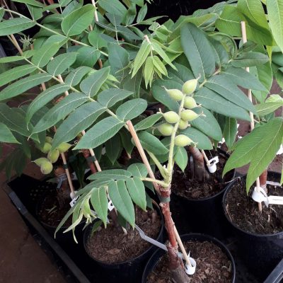 Hartnoot, Juglans ailantifolia 'Shubert' Heartnut jonge spillen Kale wortel