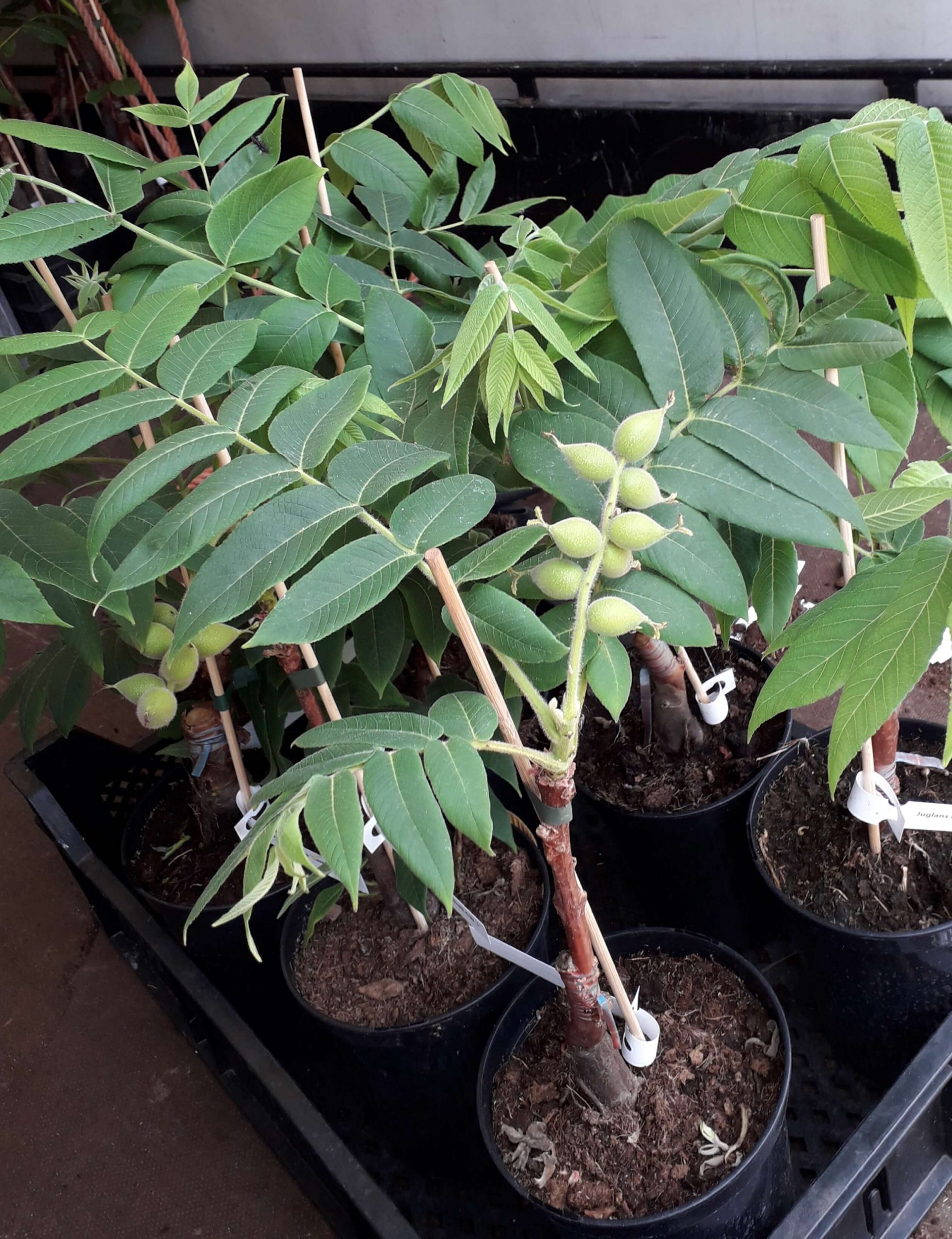 Hartnoot, Juglans ailantifolia 'Shubert' Heartnut jonge spillen Kale wortel