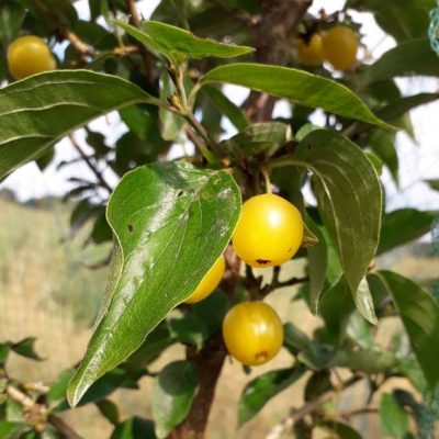Grootvruchtige kornoeljekers, Cornus mas 'Flava' (gele vruchten met mirabelsmaak en vleugje ananasaroma)