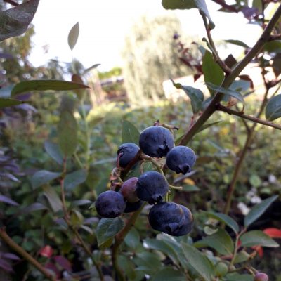 Zeer grootvruchtige blauwe bes, Vaccinium cor. 'Darrow' (Waardevol ras middentijds/laat rijpend)