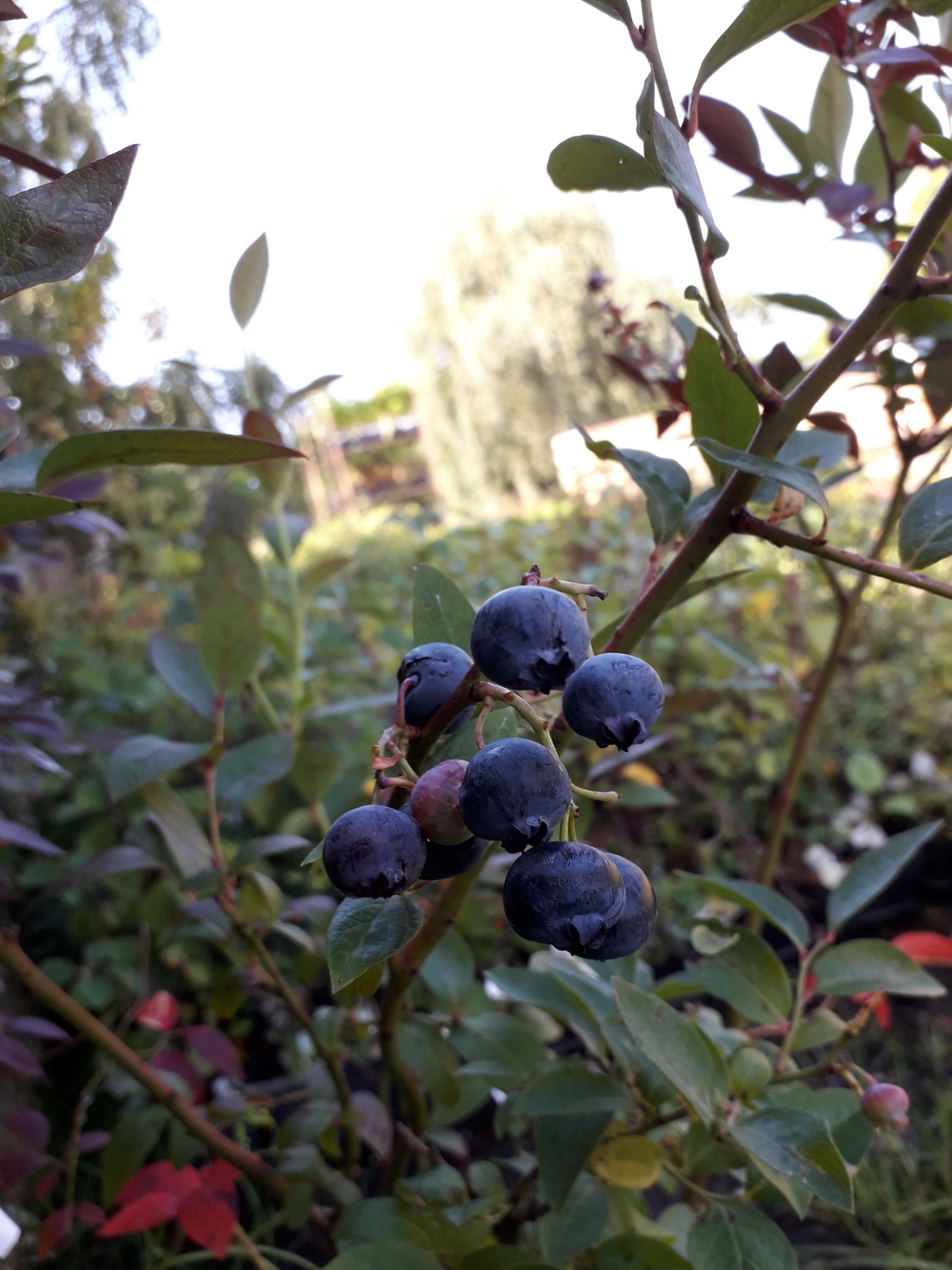 Zeer grootvruchtige blauwe bes, Vaccinium cor. 'Darrow' (Waardevol ras middentijds/laat rijpend)