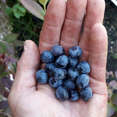 Blauwe bes, Vaccinium 'Spartan'(jonge planten in p9pot)