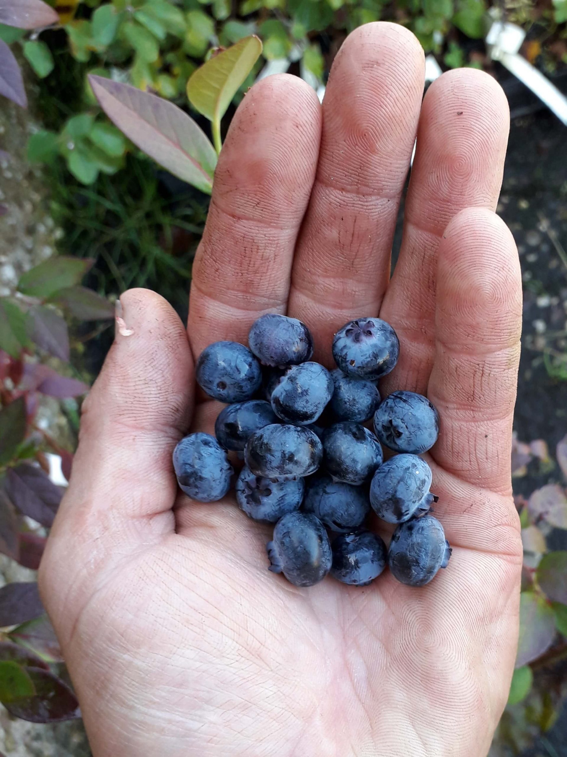 Blauwe bes, Vaccinium 'Spartan'(jonge planten in p9pot)